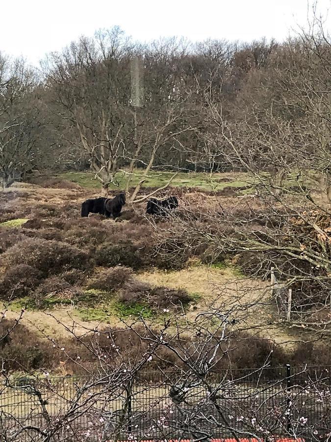 B&B Ereprijs Haag Eksteriør bilde