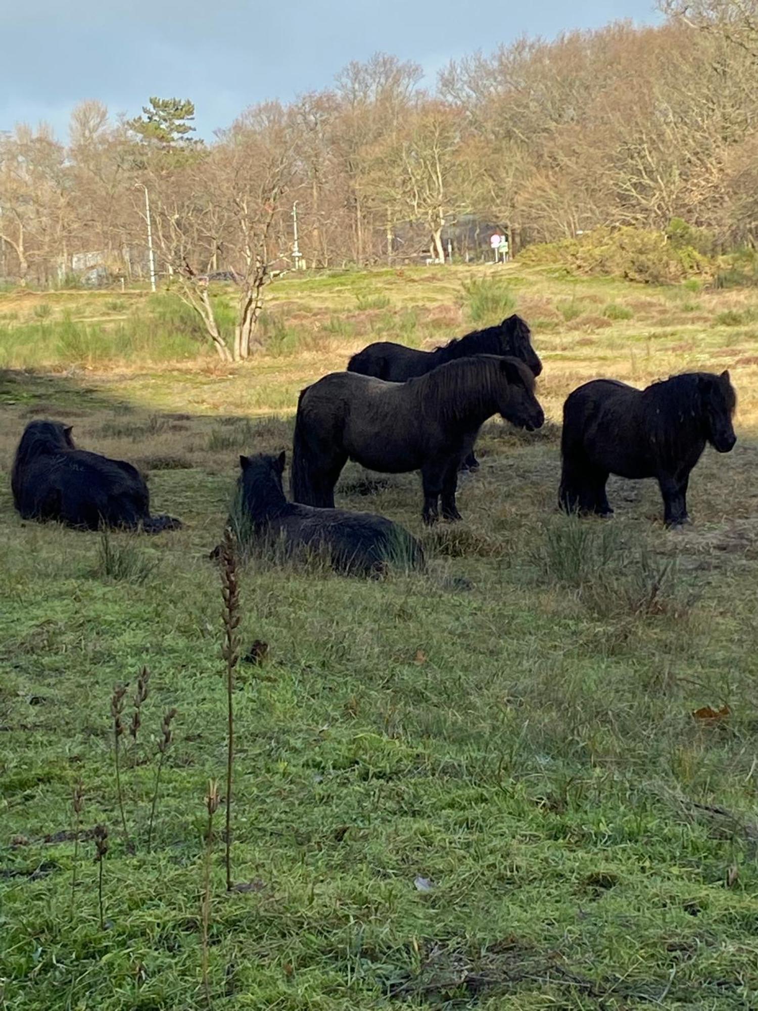 B&B Ereprijs Haag Eksteriør bilde